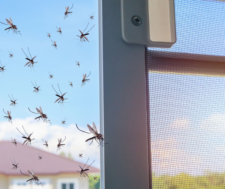 Illustration of mosquitos flying towards an open door.