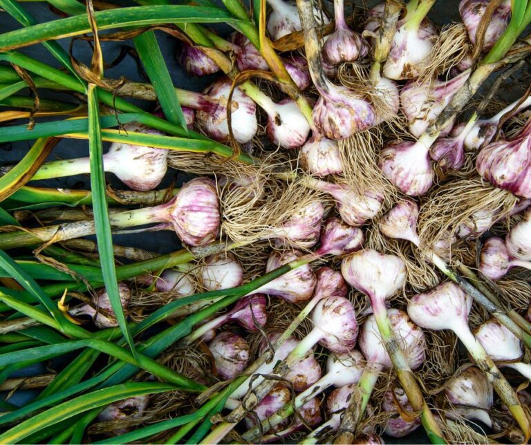Fresh harvested garlic bulbs still on their green stems.
