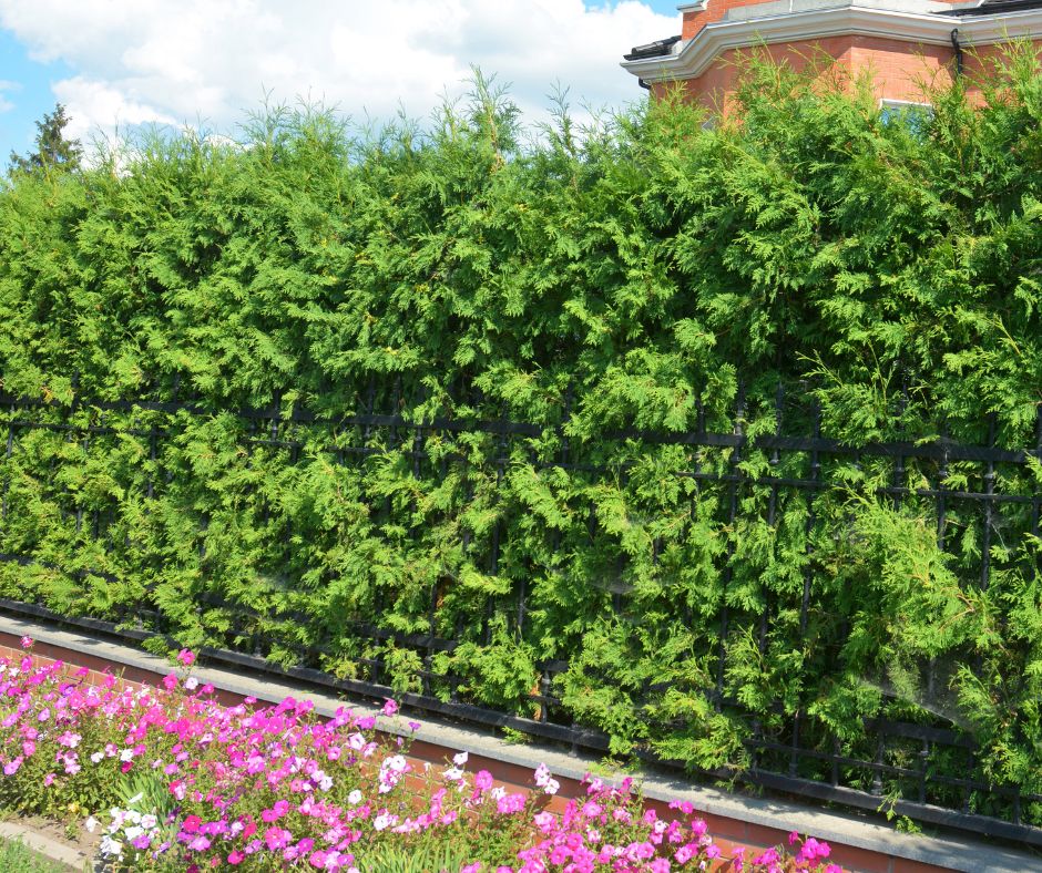 A Privacy hedge of Arborvitae Trees, wrought iron fence with a bed of pink flowers at the base.