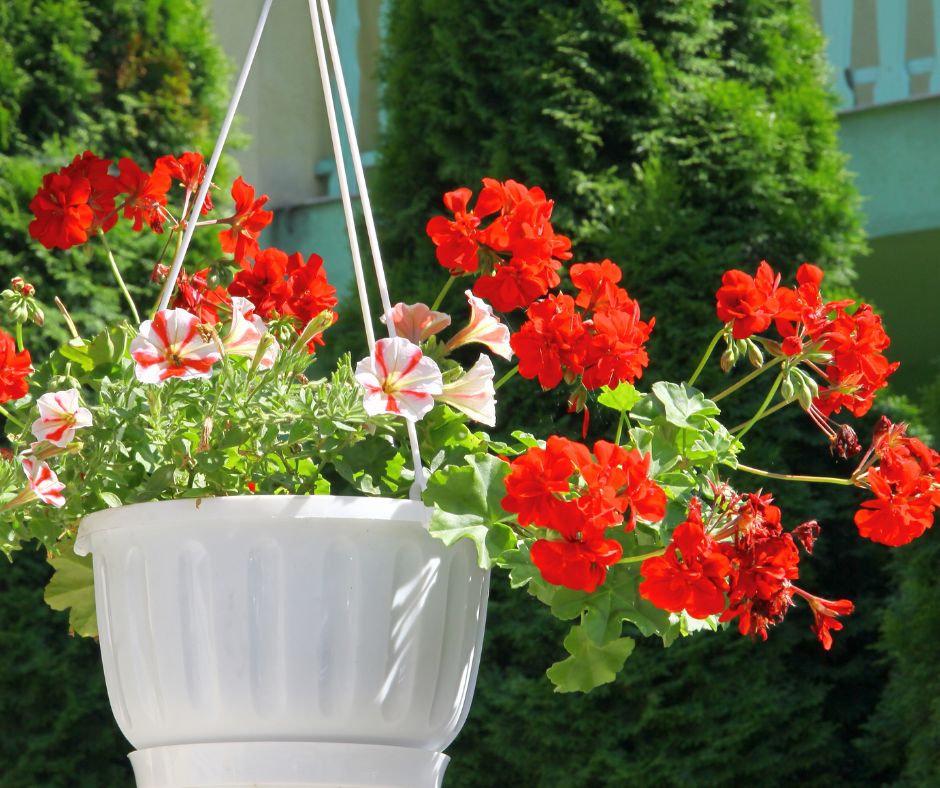 Red Geraniums in a white hanging basket.
