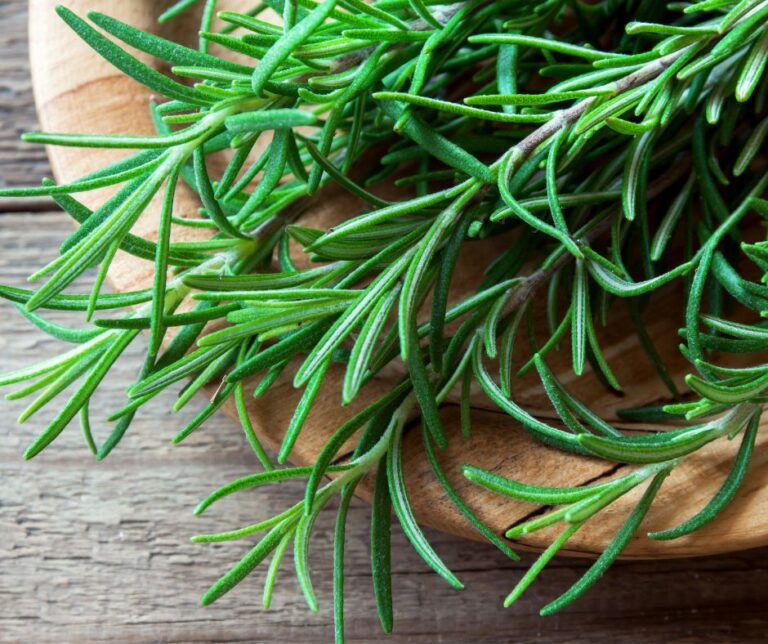Green rosemary sprigs on a wood table.