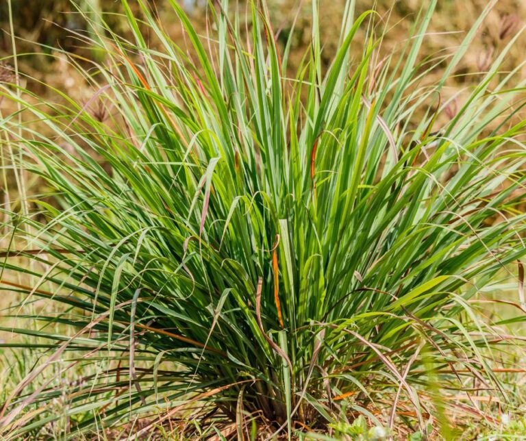A recently trimmed citronella grass plant.