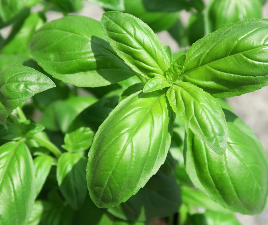 Green Italian Basil leaves.