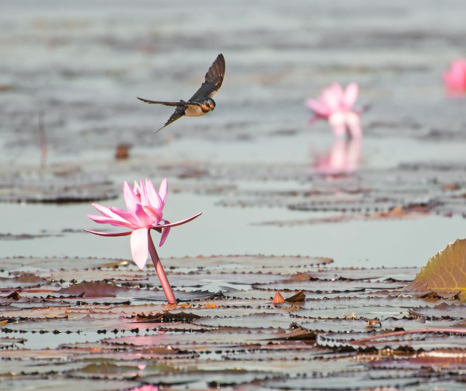 A barn swallow hunting mosquitos above a pond with pink flowering water lillies.