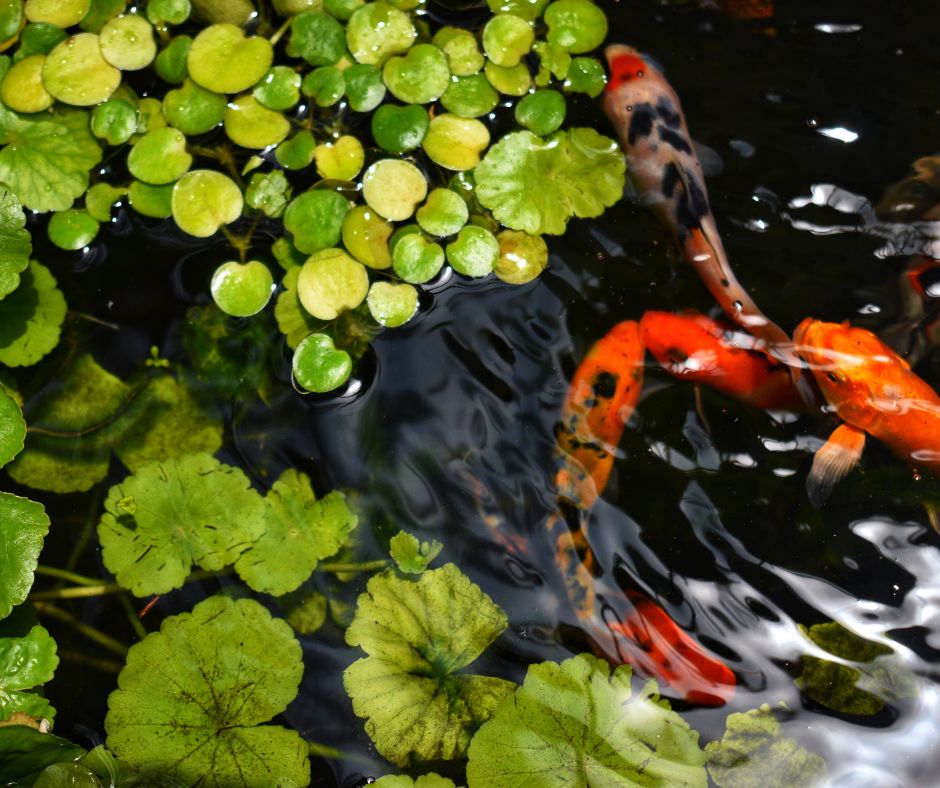 An assortment of brightly colored pond fish swimming under floating pond plants.