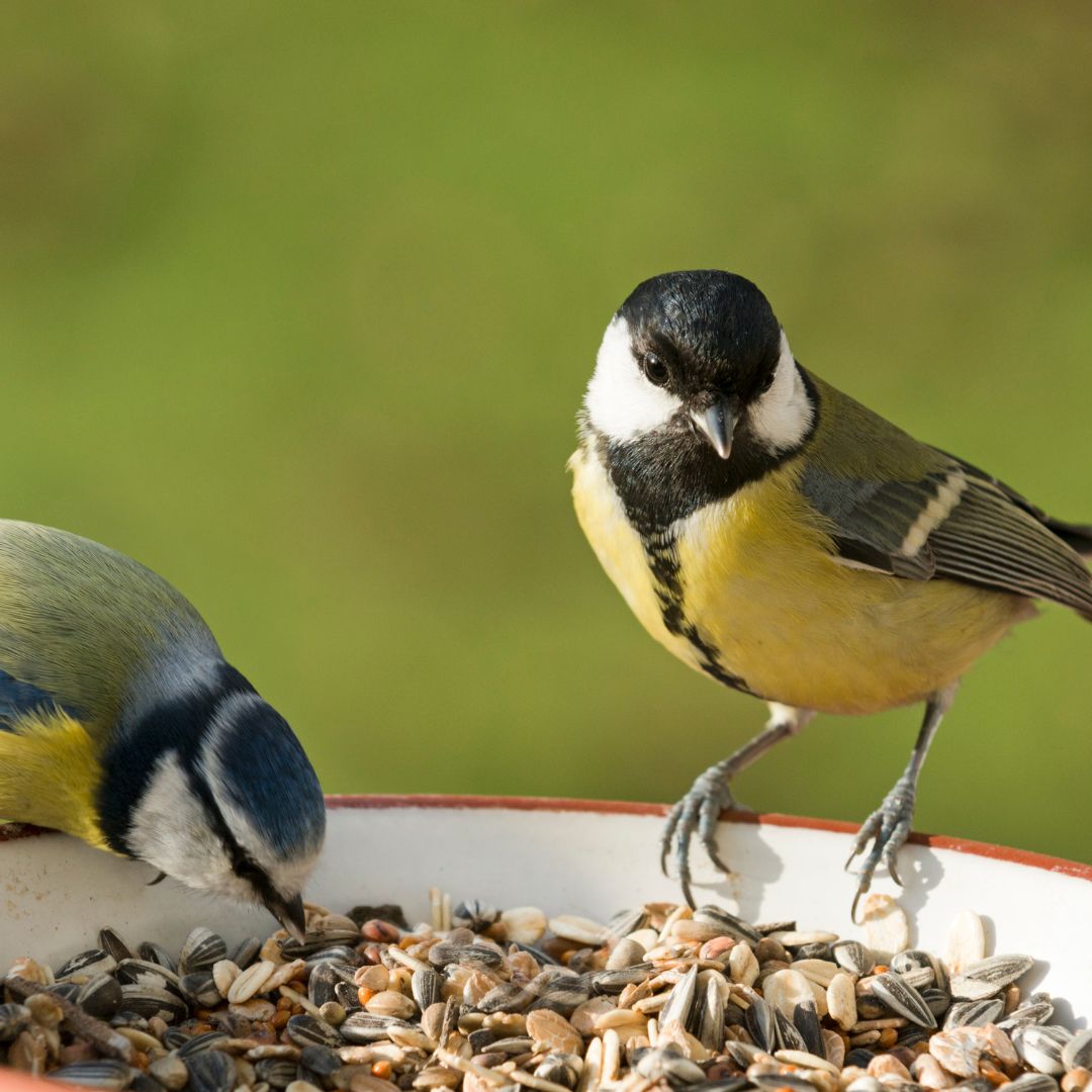 Two small birds feeding at dish of birdseed.