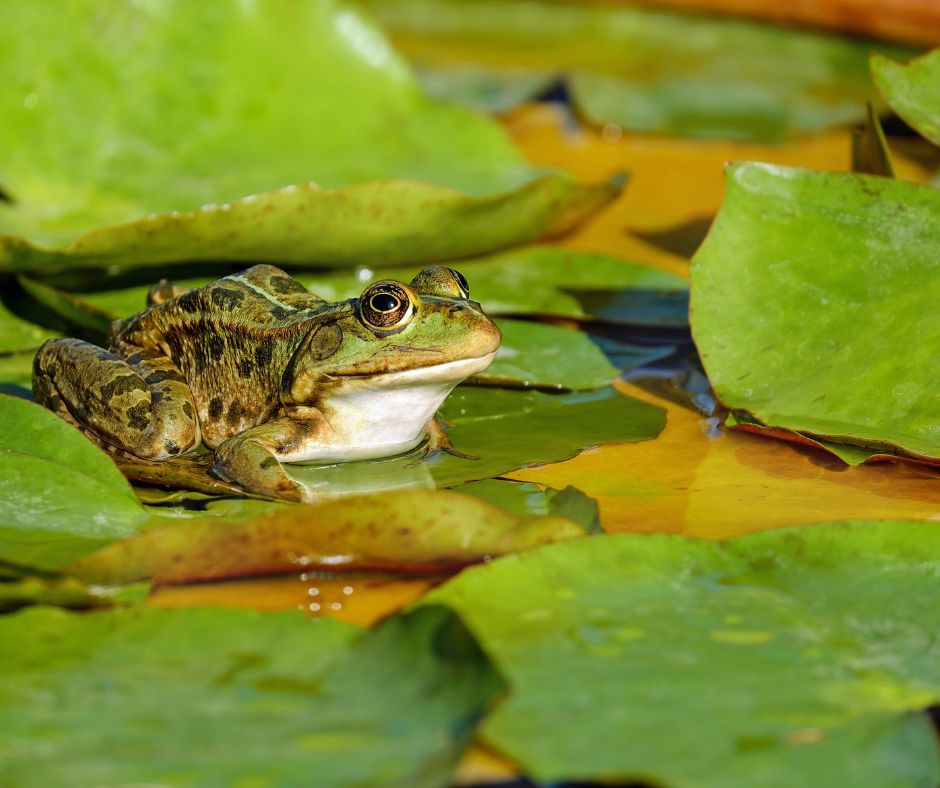 A green frog sitting on green water lilies hunting insects.
