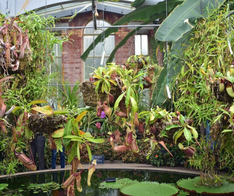 A large assortment of carnivorous plant at a botanical garden pond.