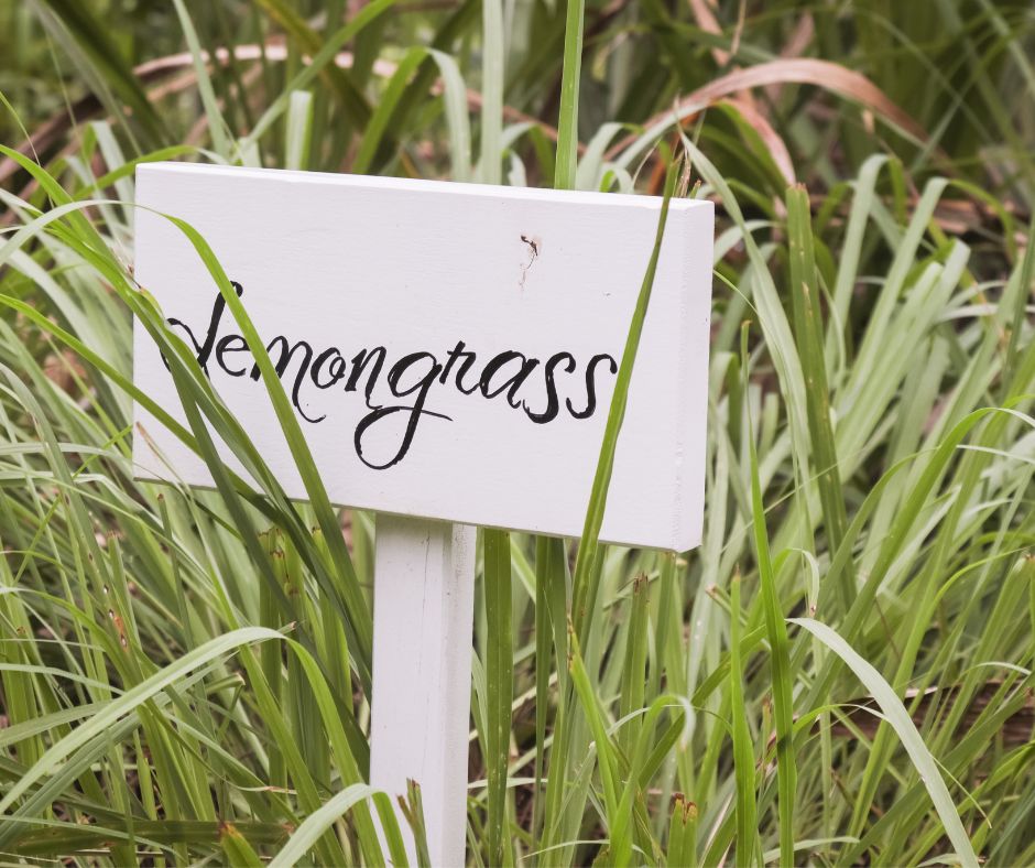 A white sign with the word lemongrass in black letters in a garden patch of lemongrass.