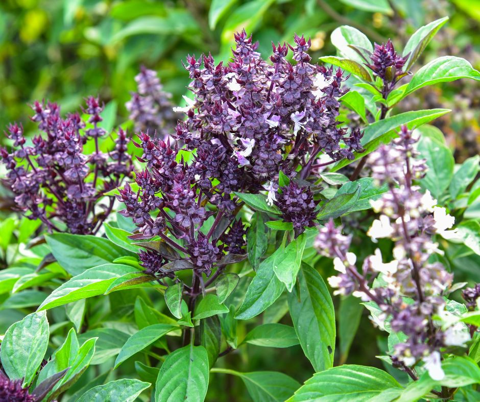 Thai basil plant with green leaves blooming with purple and pink flowers.