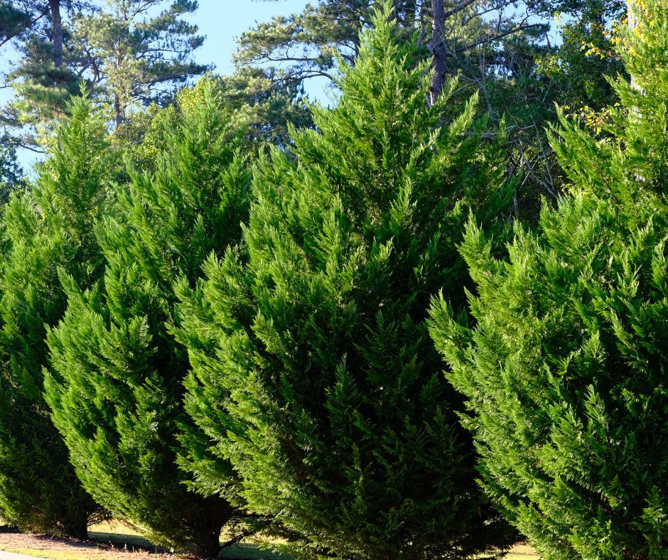 Privacy hedge of Leyland Cypress Trees.