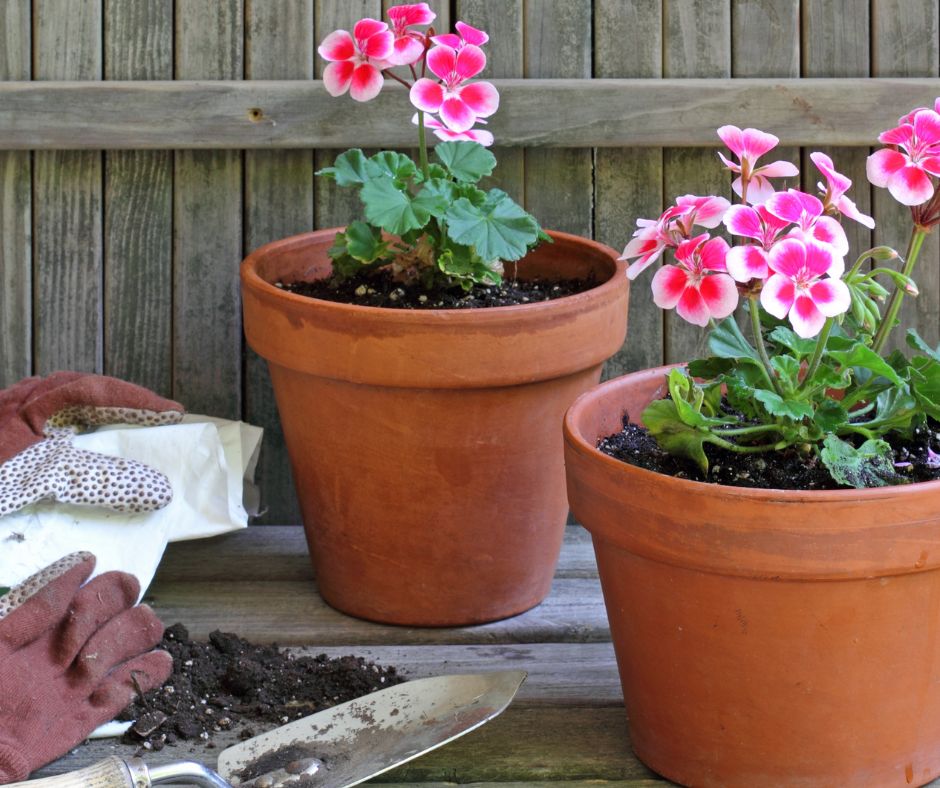 Young geranium plants recently transplanted into clay pots.