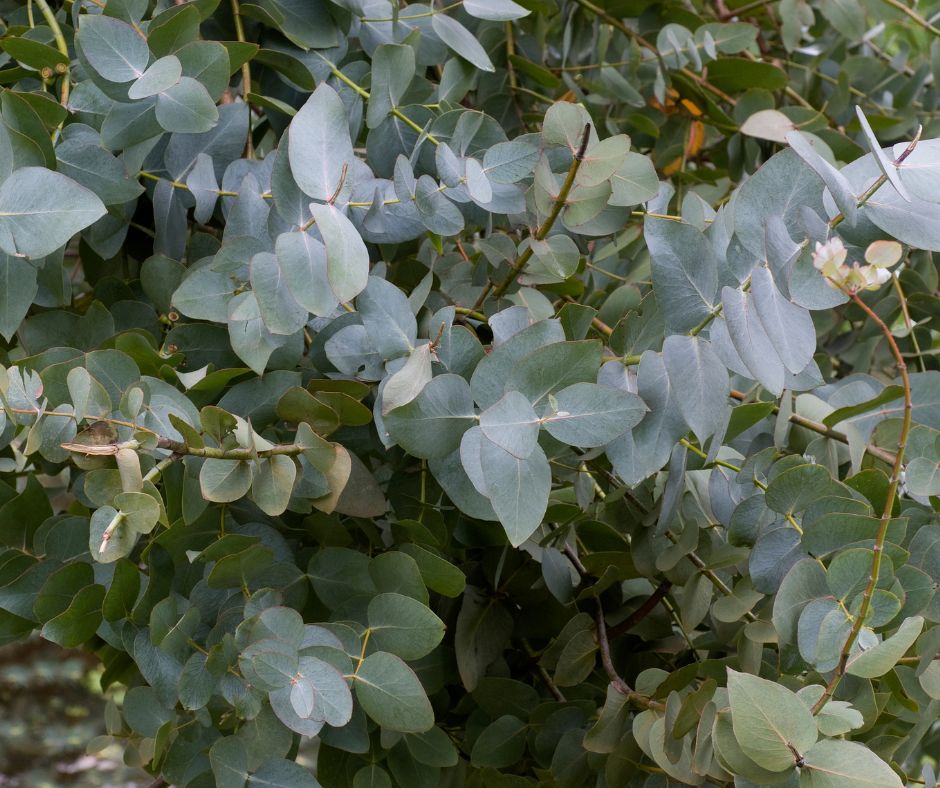 Rounded grey blue leaves of a compact eucalyptus tree.