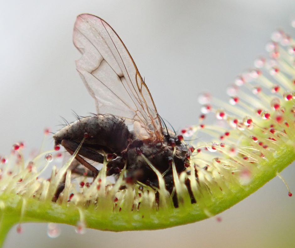 A fly trapped in sundew (Dorsera) dew.