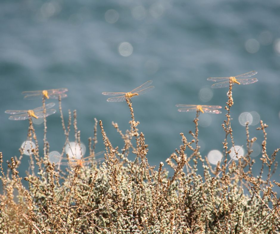A group of dragonflies perched on dry brush near a pond waiting for mosquitoes.