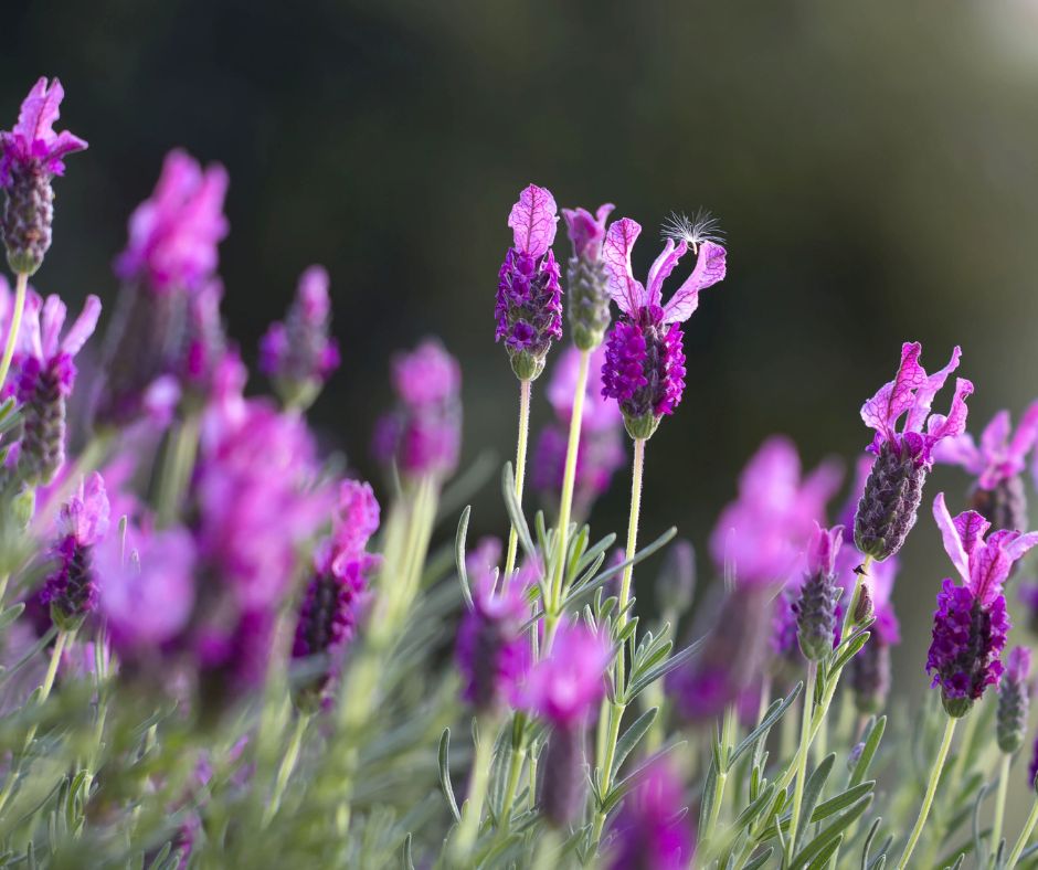 Spanish lavender flowers in a garden.