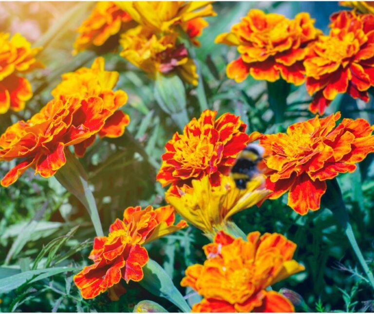 A group of orange marigolds growing in a garden.