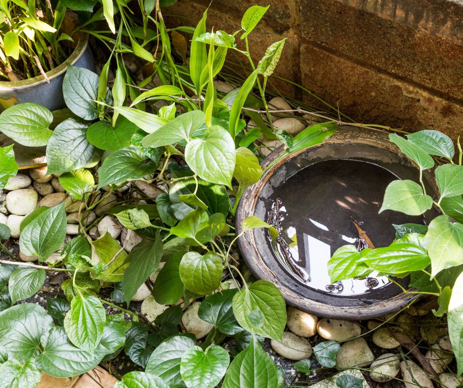 Water in a black container in a garden acting as a mosquito trap.