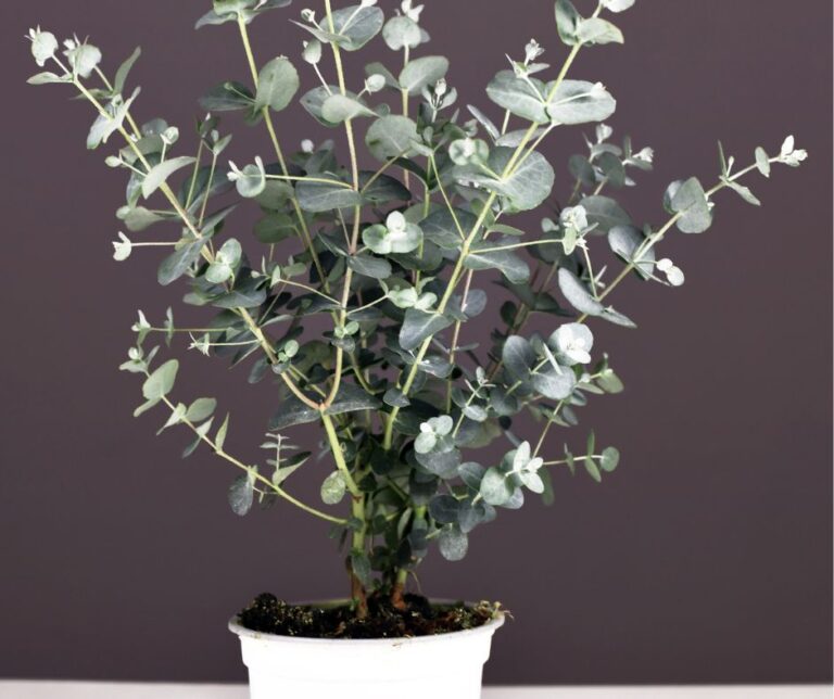 A Silver Dollar compact eucalyptus tree growing in a white pot.