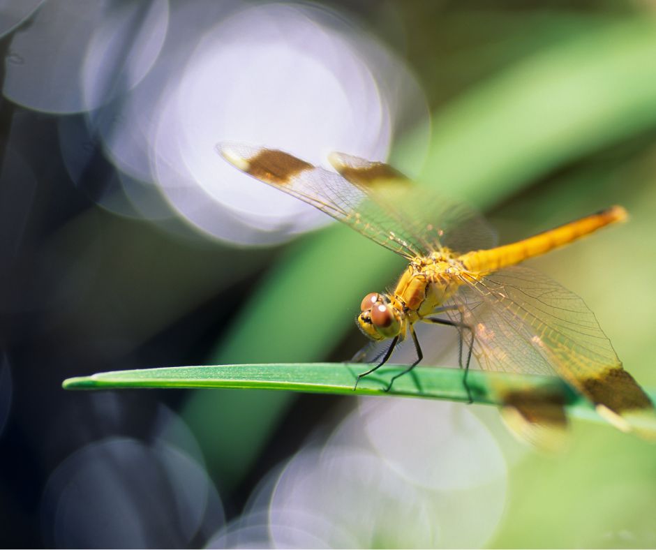 A yellow dragonfly resting on a green leaf.