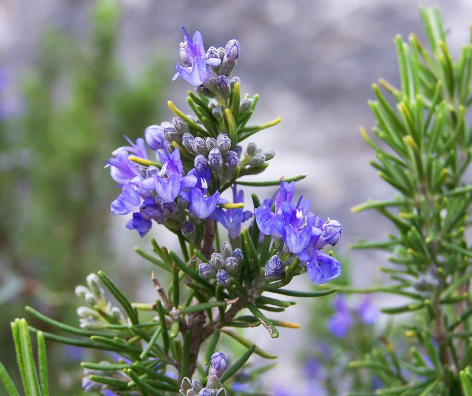 Purple rosemary flowers in a garden.