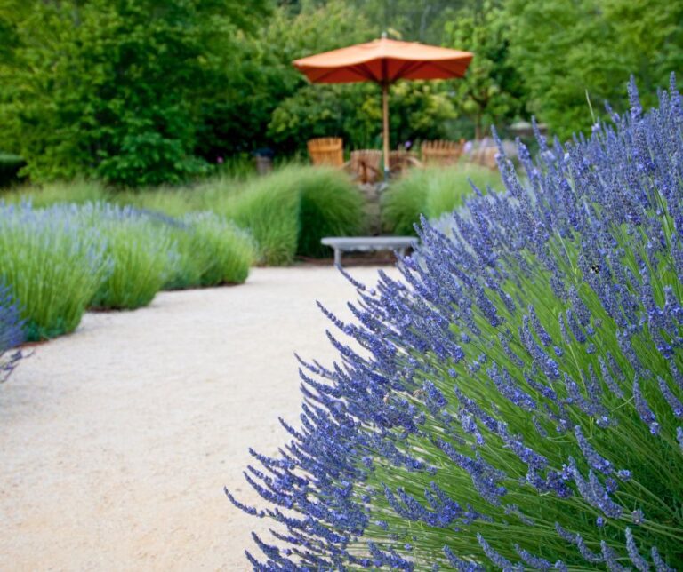 Blooming lavender shrubs growing along a path to a sitting area.