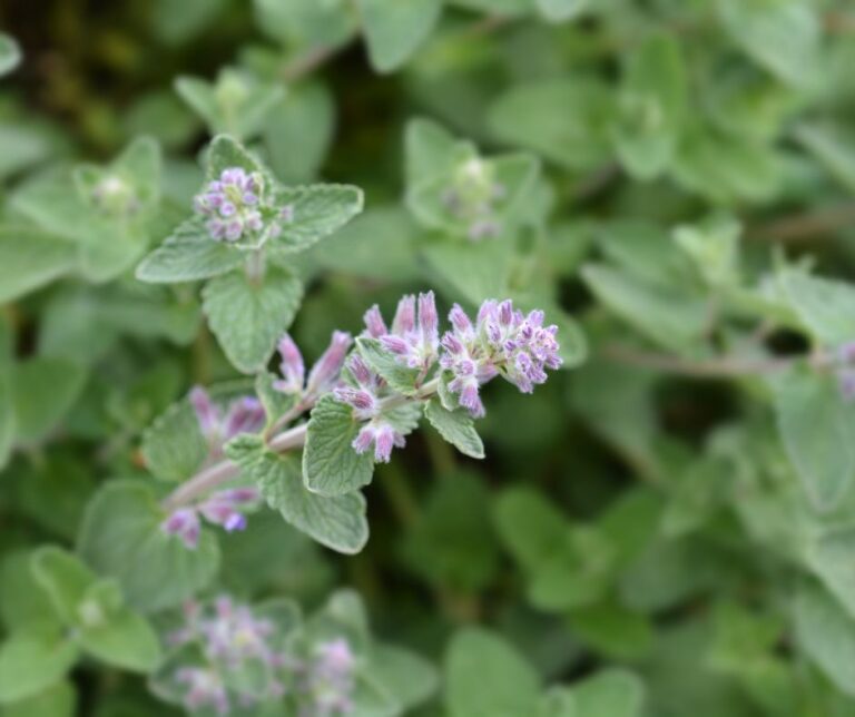 Tiny purple catnip flowers.