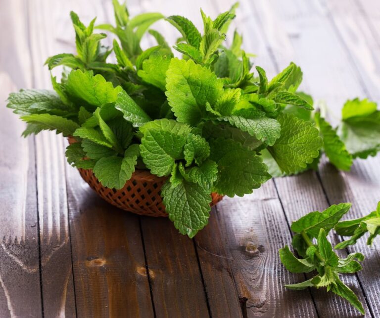 Fresh Peppermint sprigs in a basket on a wooden table.