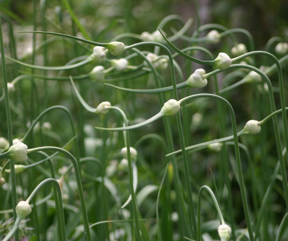 A group of rising garlic scapes.