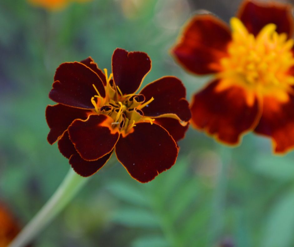 Compact Red Gem marigolds growing in a garden.