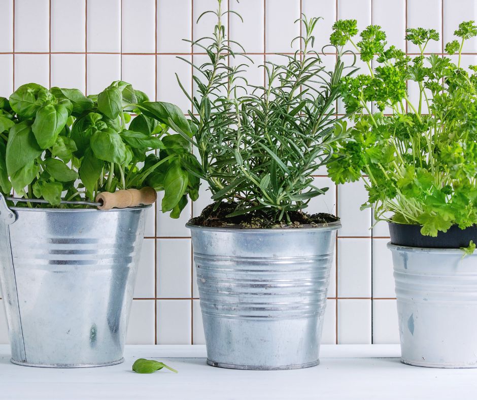 Three steel pails with pots of herbs growing in them on a kitchen counter. Including rosemary, basil, and parsley.