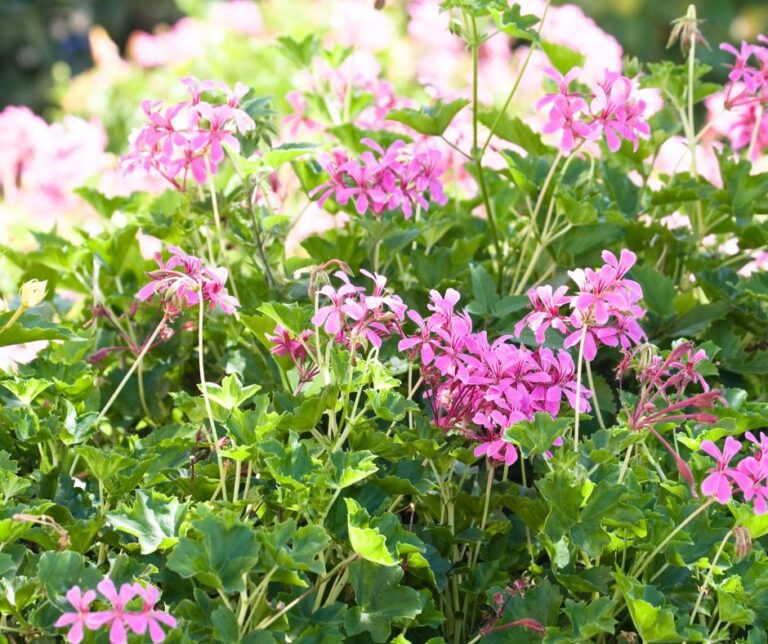 A mound of pink geranium flowers in the garden.