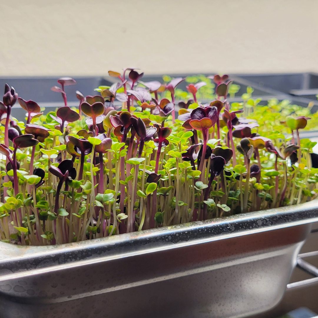Microgreens growing in a stainless steel tray.