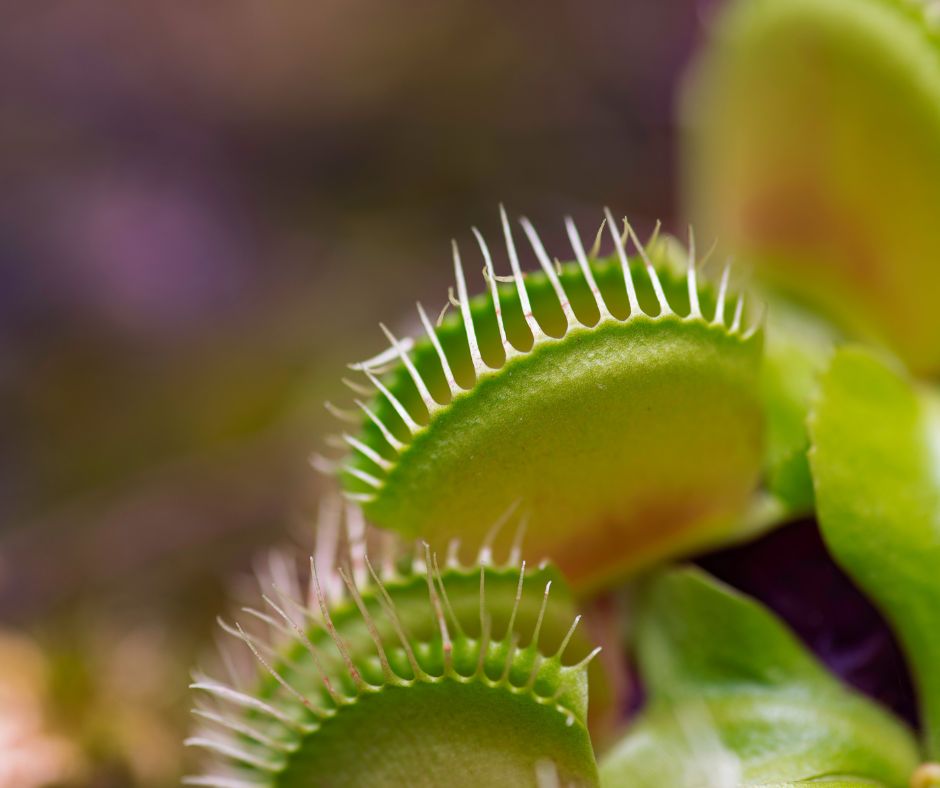 Closed pads of venus fly trap plants.