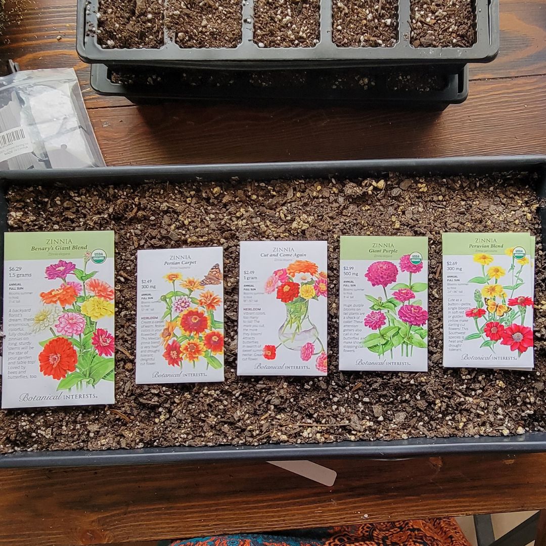 Seed starting trays with packets of flower seeds.