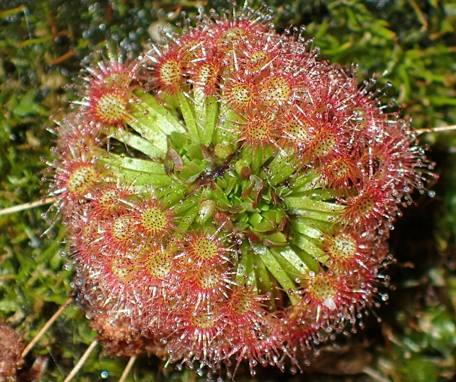 A small red and green sundew carnivorous plant.