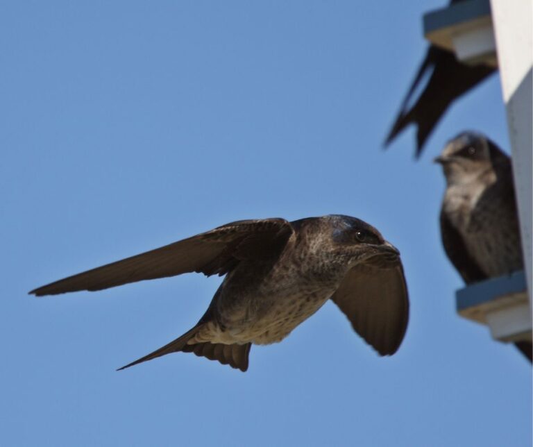 Purple Martins on the hunt for mosquitos.