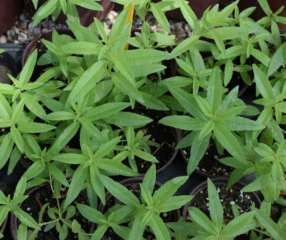 Small Lemon Verbena plants in pots ready to be transplanted.
