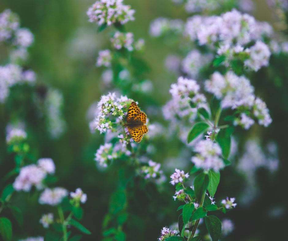 A orange butterfly on Oregano flowers.