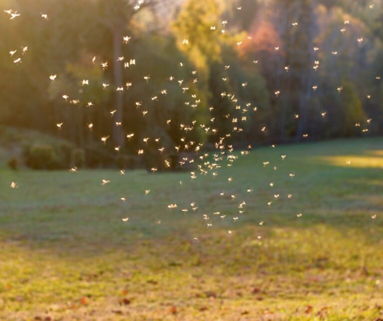 A large number of mosquitos in a yard on a summer day.
