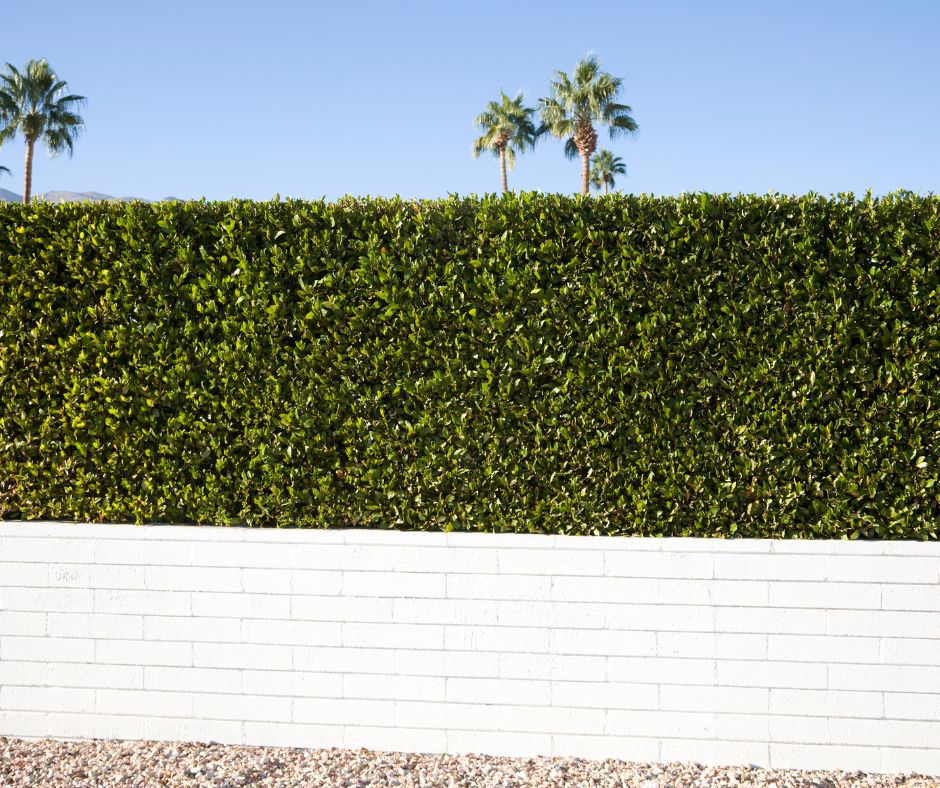 A dark green privacy hedge in a white brick planter.