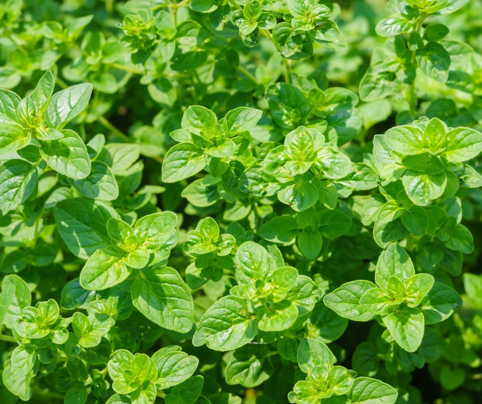 A lush patch of Oregano growing in garden sun.