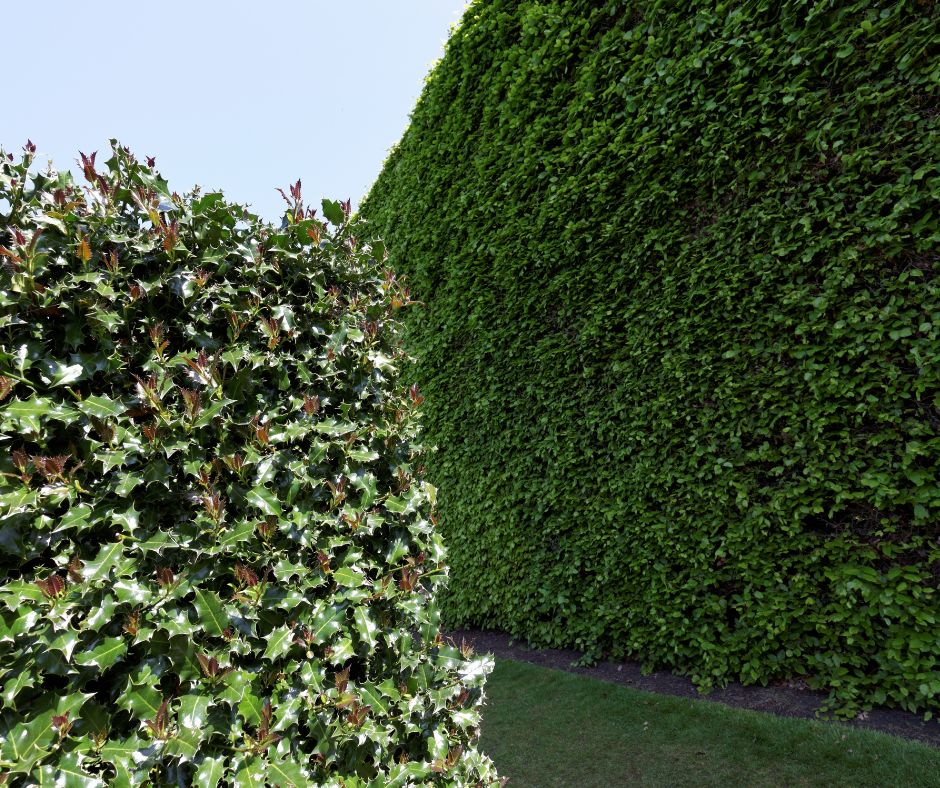 Holly and Beech Privacy Hedges