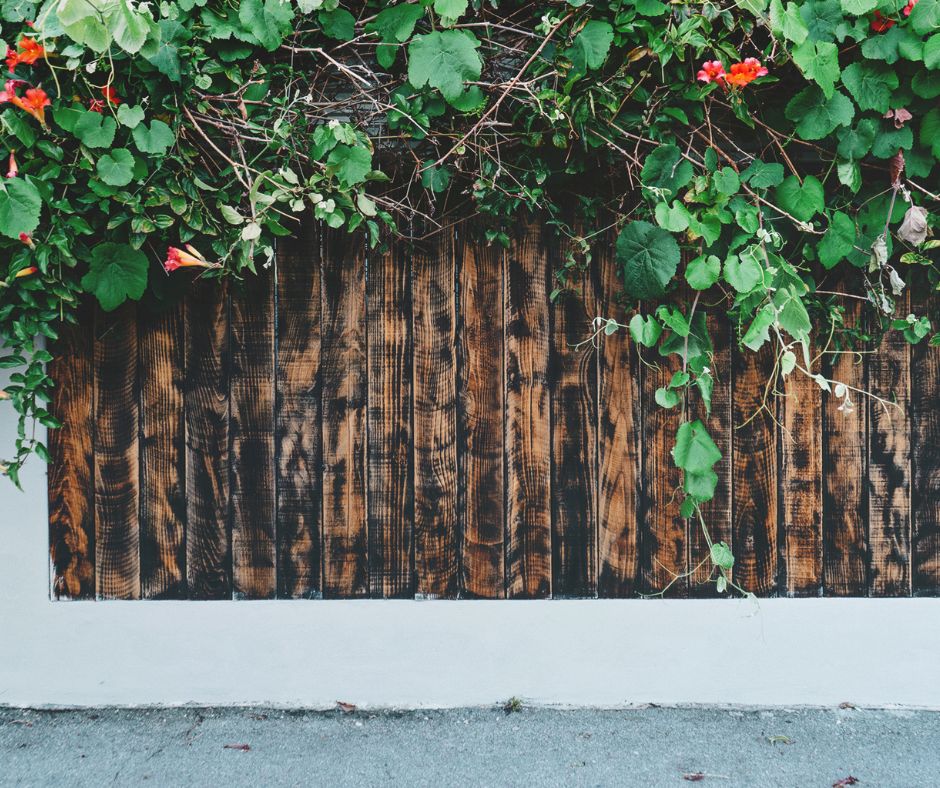 Flowering vines tumbling over a wooden fence.