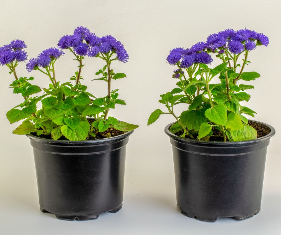 Two floss flower plants growing in containers.