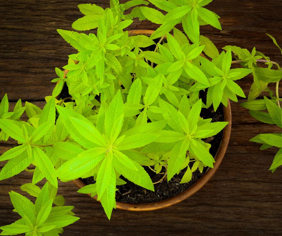 Lemon verbena herb plant growing in a pot.