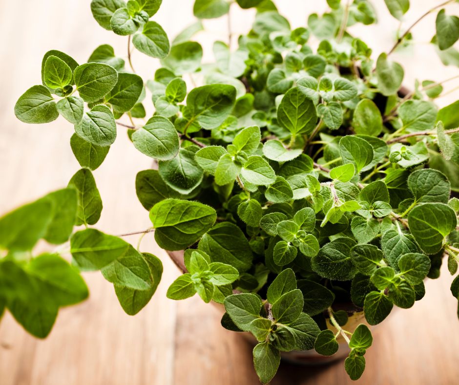 An Oregano plant going in a pot indoors.