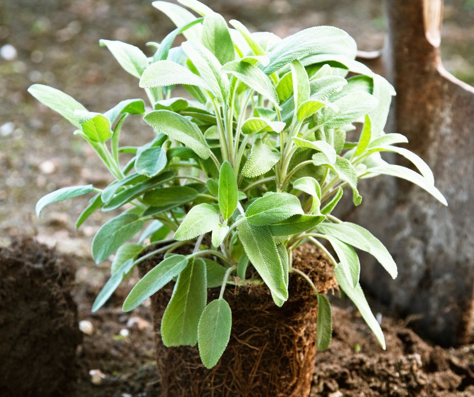 A sage plant about to be planted in the garden.