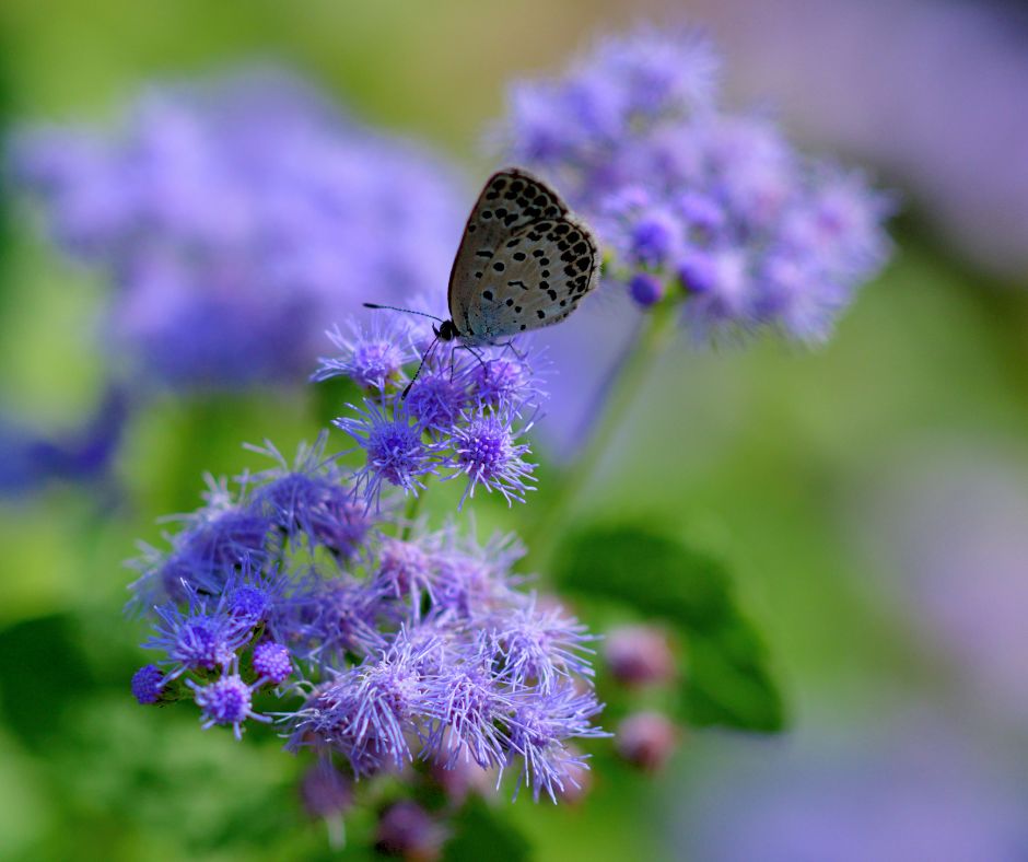 A butterfly drinking from purple floss flowers.