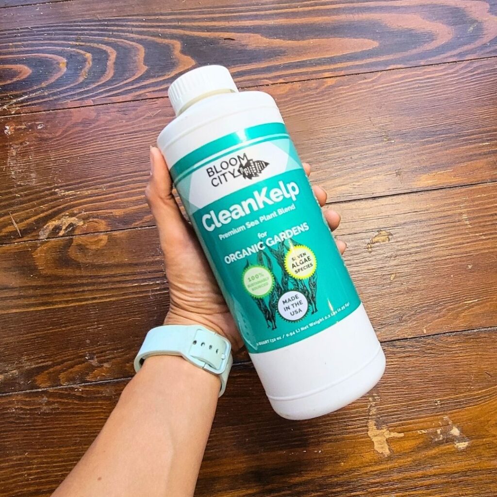 A hand holding a bottle of liquid kelp fertilizer